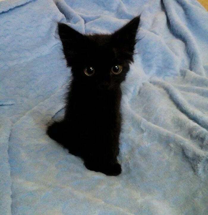 A black cat with green eyes.