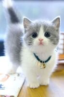 A grey and white kitten with blue eyes.