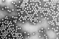 Grayscale microscopic image of numerous small, round particles clustered in varying densities across the frame.