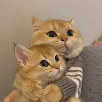 Two orange cats with green eyes.