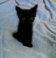A black cat with green eyes.