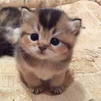 A brown kitten with black eyes.