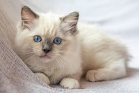 A white cat with blue eyes.