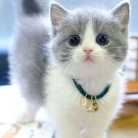 A grey and white kitten with blue eyes.